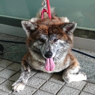 秋田犬の千ちゃん