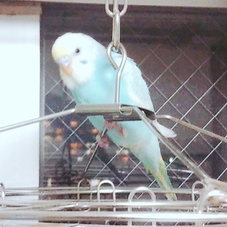 レインボーのセキセイインコの♂の一才の募集