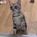 子猫