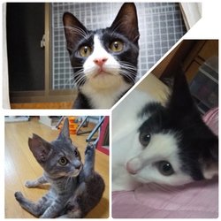 ねこまつり サムネイル2