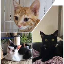 ねこまつり サムネイル3