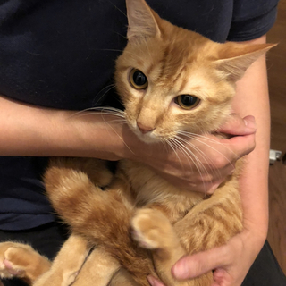 成猫☆甘えん坊な茶トラくん ☆ごぼニャン