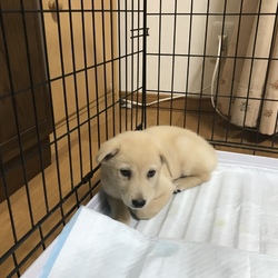 子犬がやってきました！