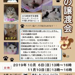保護猫譲渡会