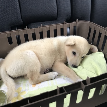 お家に向かう車の中で。私はどこに行くんだろう。