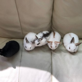 生後1ヶ月半のミニウサギ(5羽)の里親募集✨