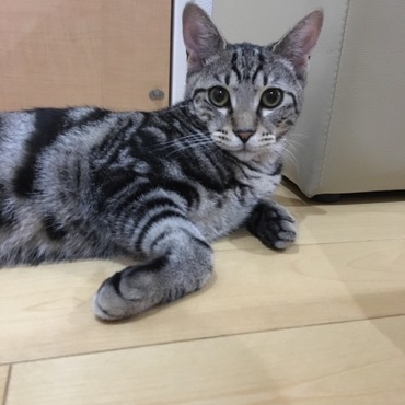 トライアル21日目。美男♡
