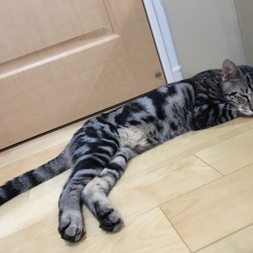 トライアル21日目。逃げ場を用意したら、シュウちゃんは海から逃げて、海は諦めて寝たところ。