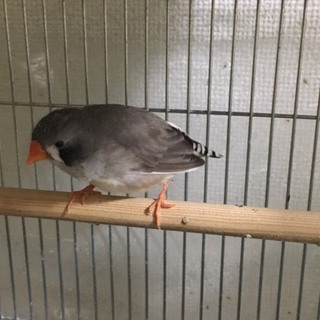 錦華鳥（メス）の里親様を募集します