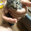 10月１日に保護 キジトラの赤ちゃん猫