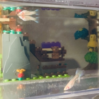 RREAモスコーネオンタキシード (5匹)