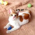 子猫5匹兄妹、三毛の女の子  ※募集一時停止中