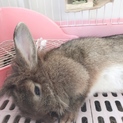 推定2歳 うさぎのみみちゃん