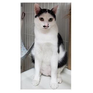 いるだけで笑いをさそうチョビ丸君