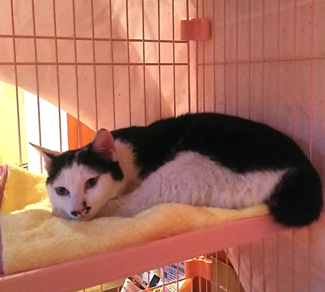 いるだけで笑いをさそうチョビ丸君 サムネイル7