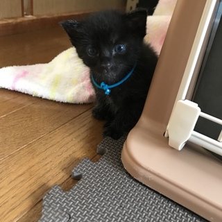 ビニール袋に入れて捨てられていた子猫カツオ君