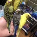 セキセイインコ 3羽
