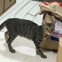 タマ