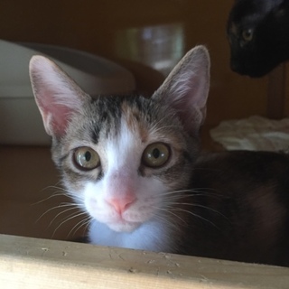 可愛いカギ尻尾の三毛仔猫ちゃん