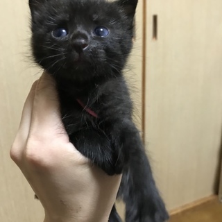 ビニール袋に入れて捨てられていた子猫するめちゃん