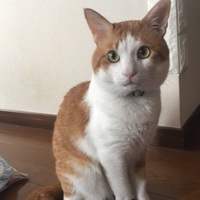 茶々丸
