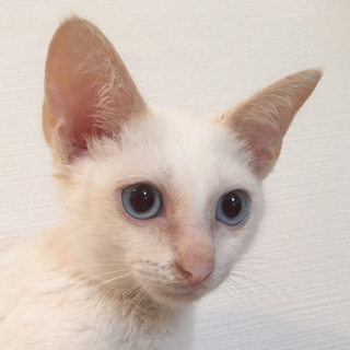 ブルーアイ！白猫　耳とシッポ薄茶系★ケイト君