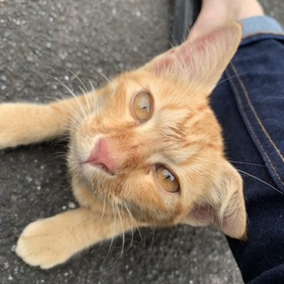 保護猫まだ小さい！