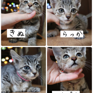 愛らしい子猫たち