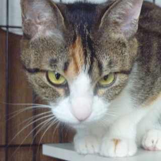 だっこ大好きな三毛猫