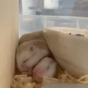 ロボロフスキーのべびたん。