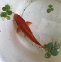 金魚、和金(12〜15cm程)もらってください。