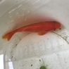 金魚、和金(12〜15cm程)もらってください。 サムネイル2