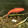 金魚、和金(12〜15cm程)もらってください。 サムネイル3