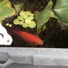 金魚、和金(12〜15cm程)もらってください。 サムネイル4