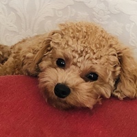 チャチャ
