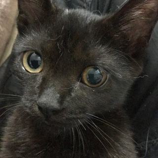 ビキニを着た黒猫の女の子猫