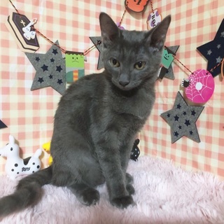 キリッとしたイケメン　びび