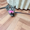 ねこじゃらしを狙っているドナ。