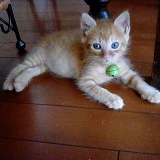 もうすぐ２ヶ月、わんぱく茶トラのツムくん！