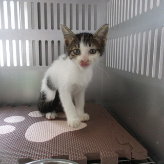 譲渡されました。