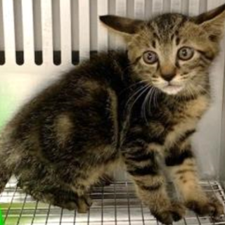 譲渡されました。