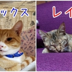 保護猫の譲渡会ＩＮ名張市
