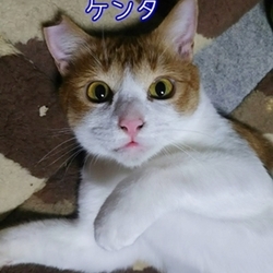 保護猫の譲渡会ＩＮ名張市