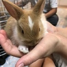 うさぎ赤ちゃんの里親募集 サムネイル4