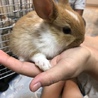 うさぎ赤ちゃんの里親募集 サムネイル5