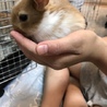 うさぎ赤ちゃんの里親募集 サムネイル6