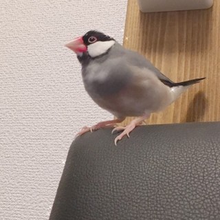 19.4月生まれ　さくら文鳥の里親様を探してます。