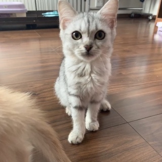 ベンガルmixちゃん