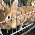 1.4ヶ月のウサギ