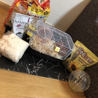 ジャンガリアンハムスターの里親募集です！